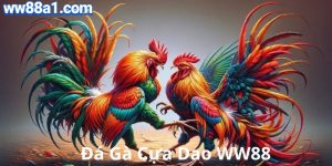 Đá gà cựa dao
