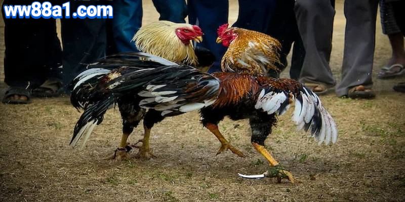 Đá gà cựa dao sử dụng lưỡi dao sắc nhọn gắn vào cặp chân sau của gà