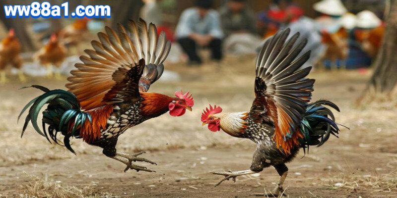 Hệ thống phát sóng được đầu tư bài bản, từ góc quay cho đến chất lượng âm thanh