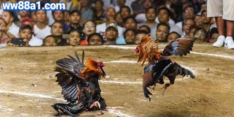 Trước khi tham gia đặt cược, người chơi cần tìm hiểu kỹ về các loại hình
