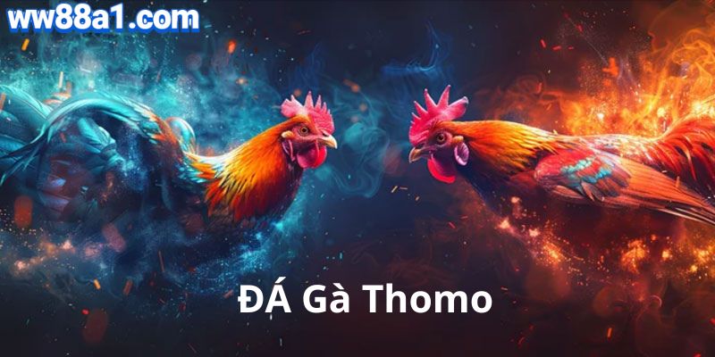 Đá gà thomo